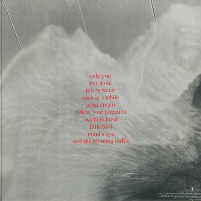 LOW ISLAND - Bird